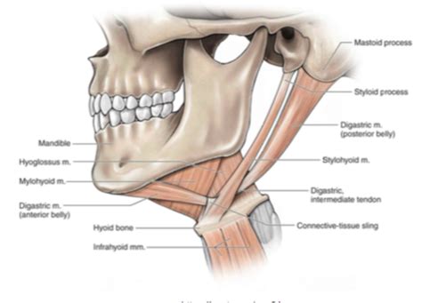 TMJ Anatomy Flashcards Quizlet