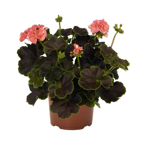 Stehende Geranie Brocade Pelargonium Topf Cm Kaufen Bei Obi