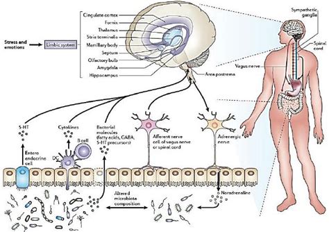 The Bidirectional Microbiota Gut Brain Axis The Neural Immunological