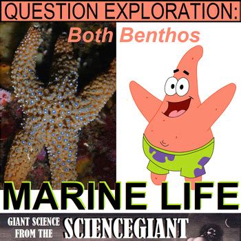Question Explore Bikini Bottom And Open Ocean Life Plankton Nekton Benthos