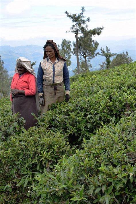 Na Plantacjach Herbaty Sri Lanka Garnek Pl