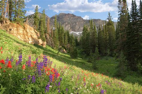 Albion Basin Wasatch Mountains Utah Photograph By Douglas Pulsipher