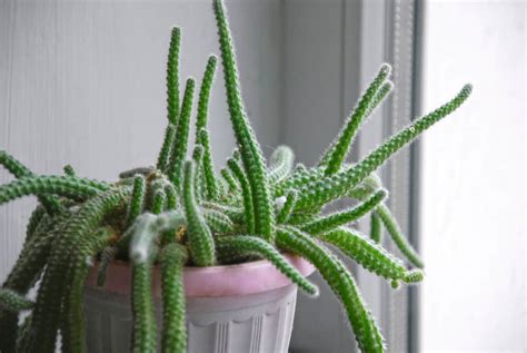 Rare Unusual Houseplants To Add To Your Collection