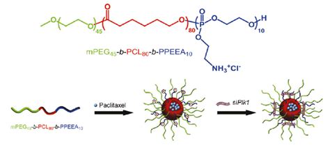 Chemical Structure Of The Triblock Copolymer Peg B Pcl B Poly