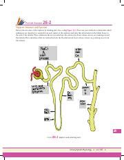 Understanding Nephron Structure And Function A Pre Lab Exercise