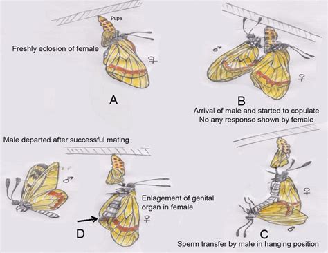 Pre-mature mating process of Acraea issoria in detail (Sketch Diagram ...