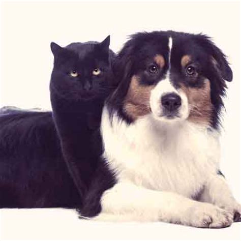 Demodectic Mange Treatment For Dogs And Cats | PetCareRx