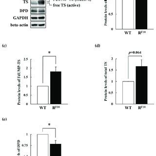 Sensitivity Of 5 FU Resistant HCT116R F10 And Parental HCT116 Cells To