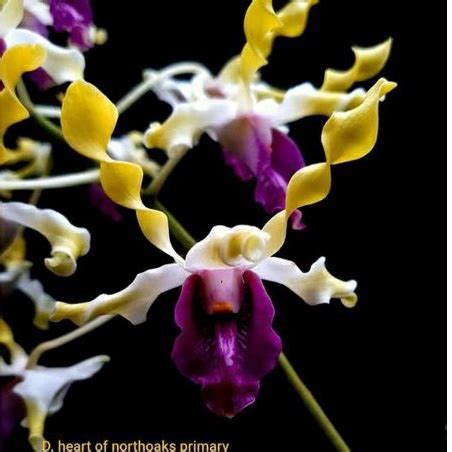 Jual Anggrek Dendrobium Heart Northoaks Primary X Violaceoflavens