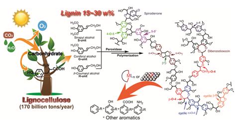 大连化物所发表木质素催化转化综述文章 中国科学院