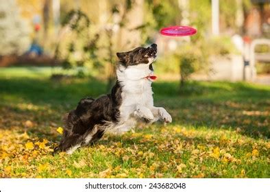 Border Collie Catching Frisbee Park Autumn Stock Photo 243682048 ...