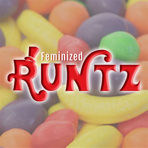 Runtz - Elev8 Seeds