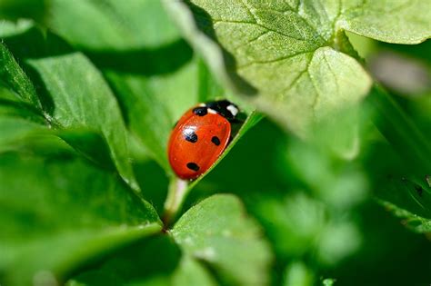 When Are Ladybugs Most Active? | Household Pests