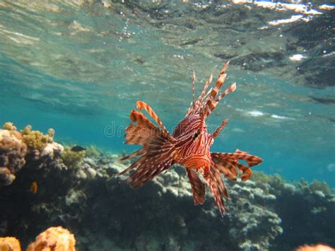 Lion Fish In The Red Sea In Clear Blue Water Hunting For Food Stock