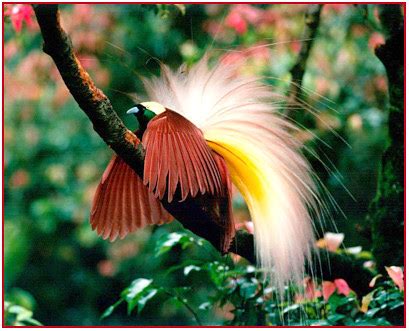 Birds of Paradise: Paradisaea apoda - Greater Bird-of-paradise