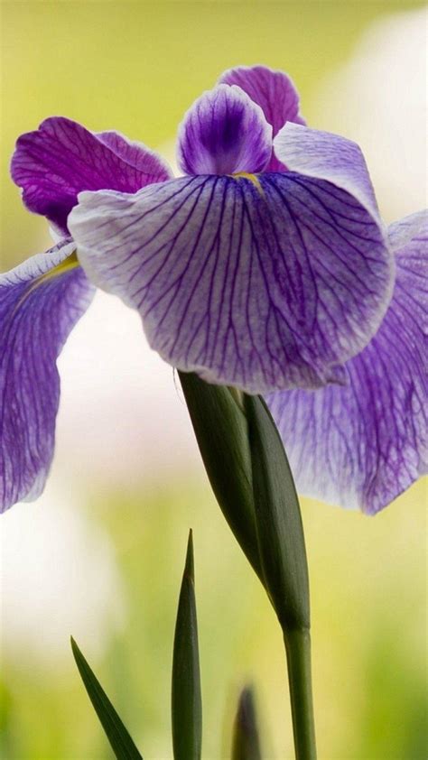 Iris Flower Wallpapers - Top Free Iris Flower Backgrounds - WallpaperAccess