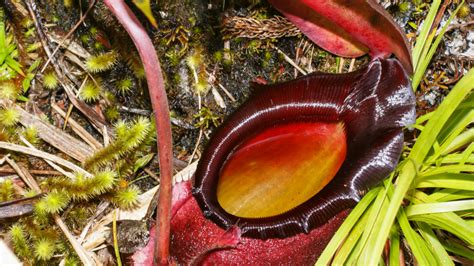 Découverte de plantes carnivores consommant des excréments