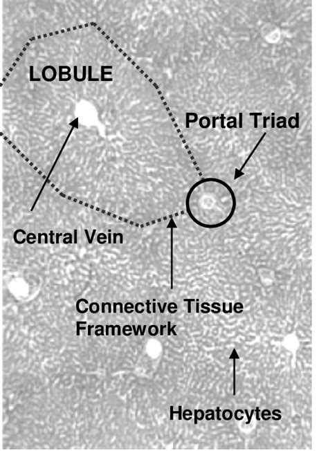 Connective Tissue Network Surrounding Liver Lobules Download Scientific Diagram