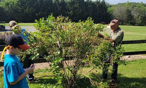 landscaping  blueberry bushes