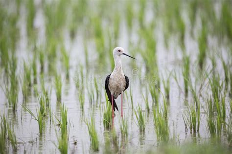 Black Winged Stilt Himantopus Himantopus In The Rice Field O Stock