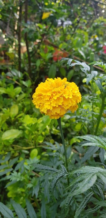 Marigold Flower in the Garden Stock Photo - Image of produce, green ...