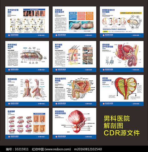 男性生殖解剖图展示图例展板图片下载红动中国