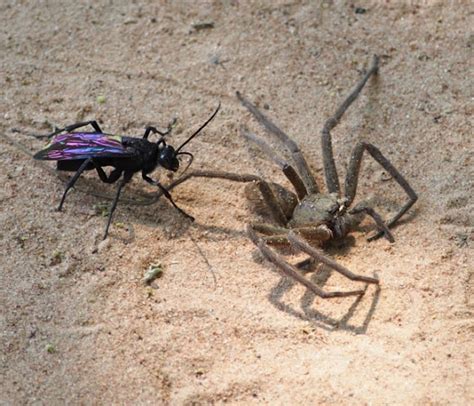 Tarantula Hawk Project Noah