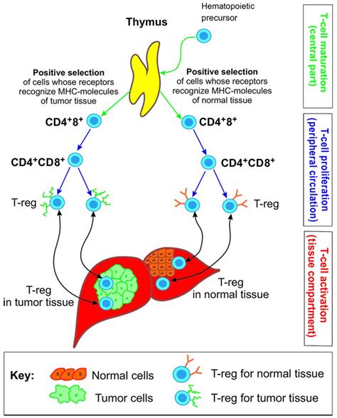 Tumor Progression Mechanisms Insights From The Central Immune