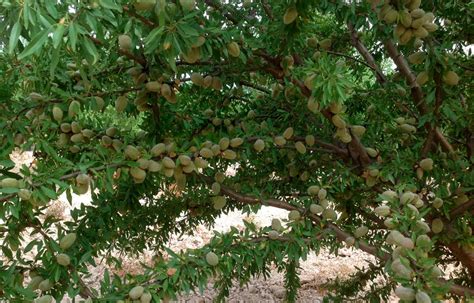 Guía de abonado del almendro El Huerto Urbano