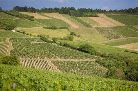 Reconnaissance Des Sympt Mes Stop Flavescence Dor E Bourgogne