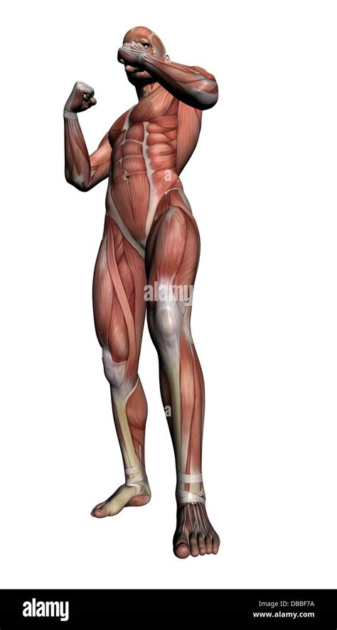 Human Anatomy Male Muscles Made In 3d Software Stock Photo Alamy