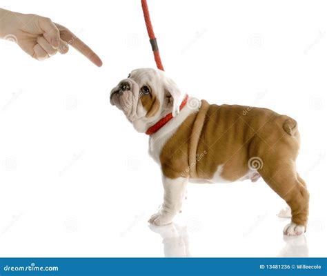 Bad Puppy Stock Photo Image Of Flexible Cute Bulldog 13481236