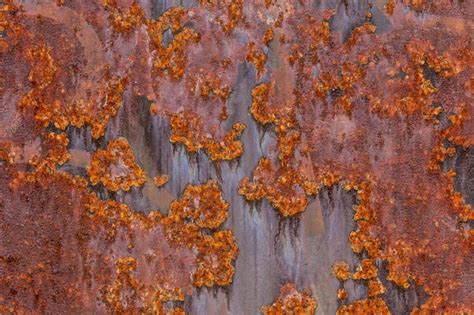 rust leaf images    freepik