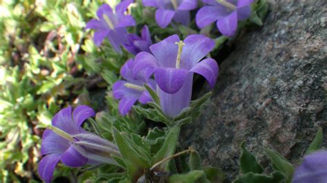 Campanula Orphanidea Campanulaceae Image 83495 At PhytoImages Siu Edu