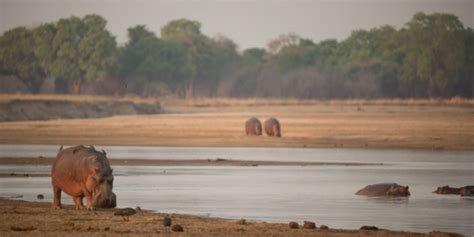 Its Monday And The Hippo King Robin Pope Safaris