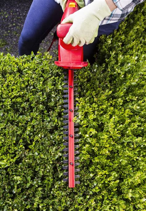 How To Trim Bushes Airtasker Us