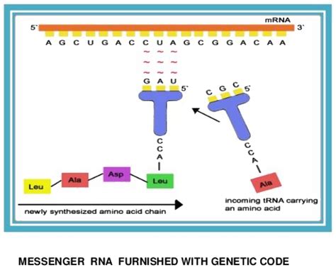 10explain The Structure Of Mrna