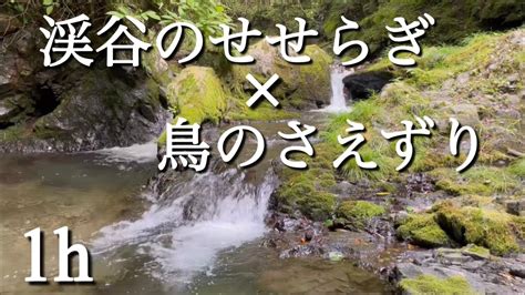 34 渓谷のせせらぎ 踊り場に響き渡る鳥の歌声自然の音 ミソサザイのさえずり Nature Sounds Babbling Brook