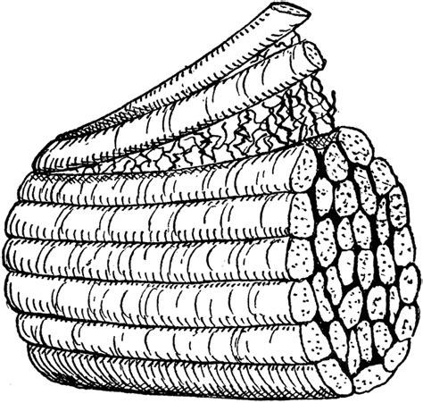 Fiber Clipart 20 Free Cliparts Download Images On Clipground 2024