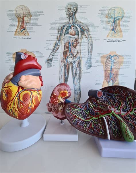 Heart Kidney and Liver Anatomy and Class Study Stock Photo - Image of ...