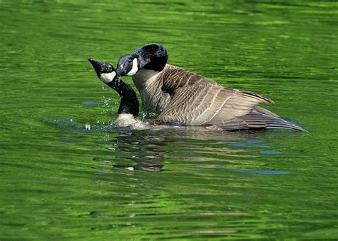 Breeding and Rearing of Geese – The Poultry Guide