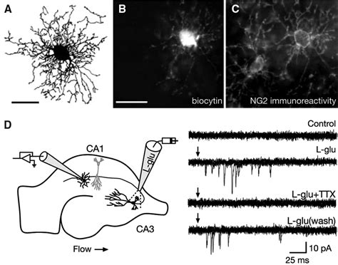 Regulation Of Oligodendrocyte Differentiation And Myelination Science