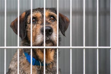 Do They Kill Dogs In Animal Shelters