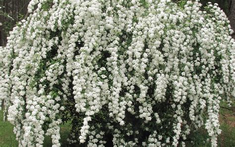 Bridal Wreath Spirea | Hickory Creek Nursery