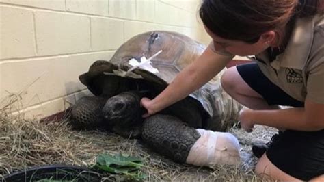 Binder Park Zoos Oldest Resident Al The Tortoise On A Slow Road To