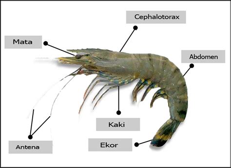 Klasifikasi Dan Morfologi Udang Windu Penaeus Monodon Riset