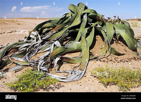 On The Welwitschia Welwitschia Mirabilis Drive Namibia Stock Photo