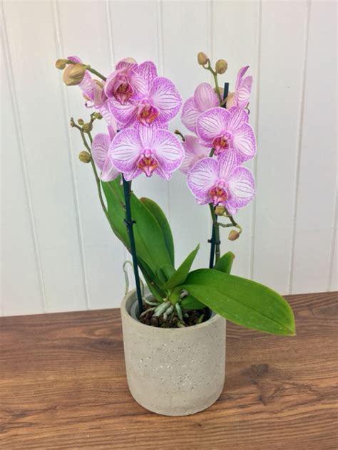 Pink Phalaenopsis Orchid