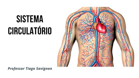 Introdução Ao Sistema Circulatório Youtube