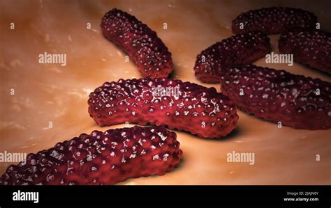 Bordetella Pertussis Hi Res Stock Photography And Images Alamy